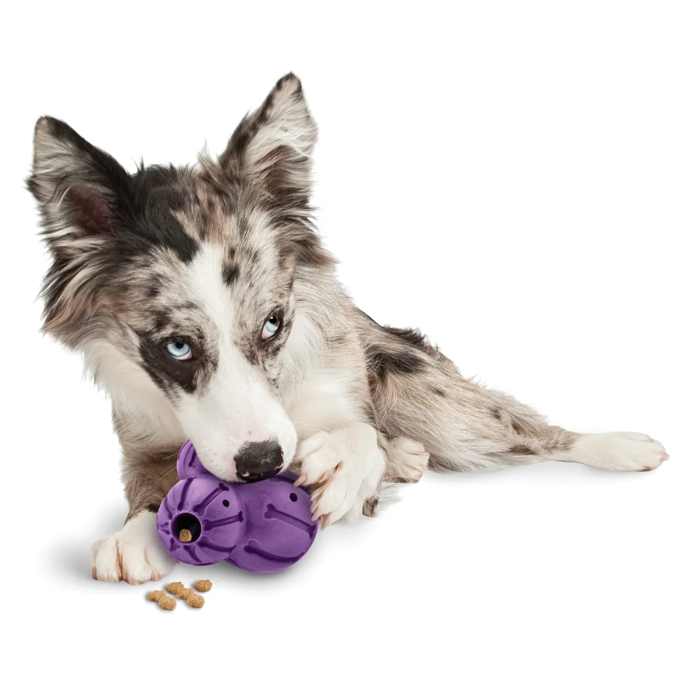 PetSafe Busy Buddy® Barnacle shown for the guide “Choosing a dog chew toy”