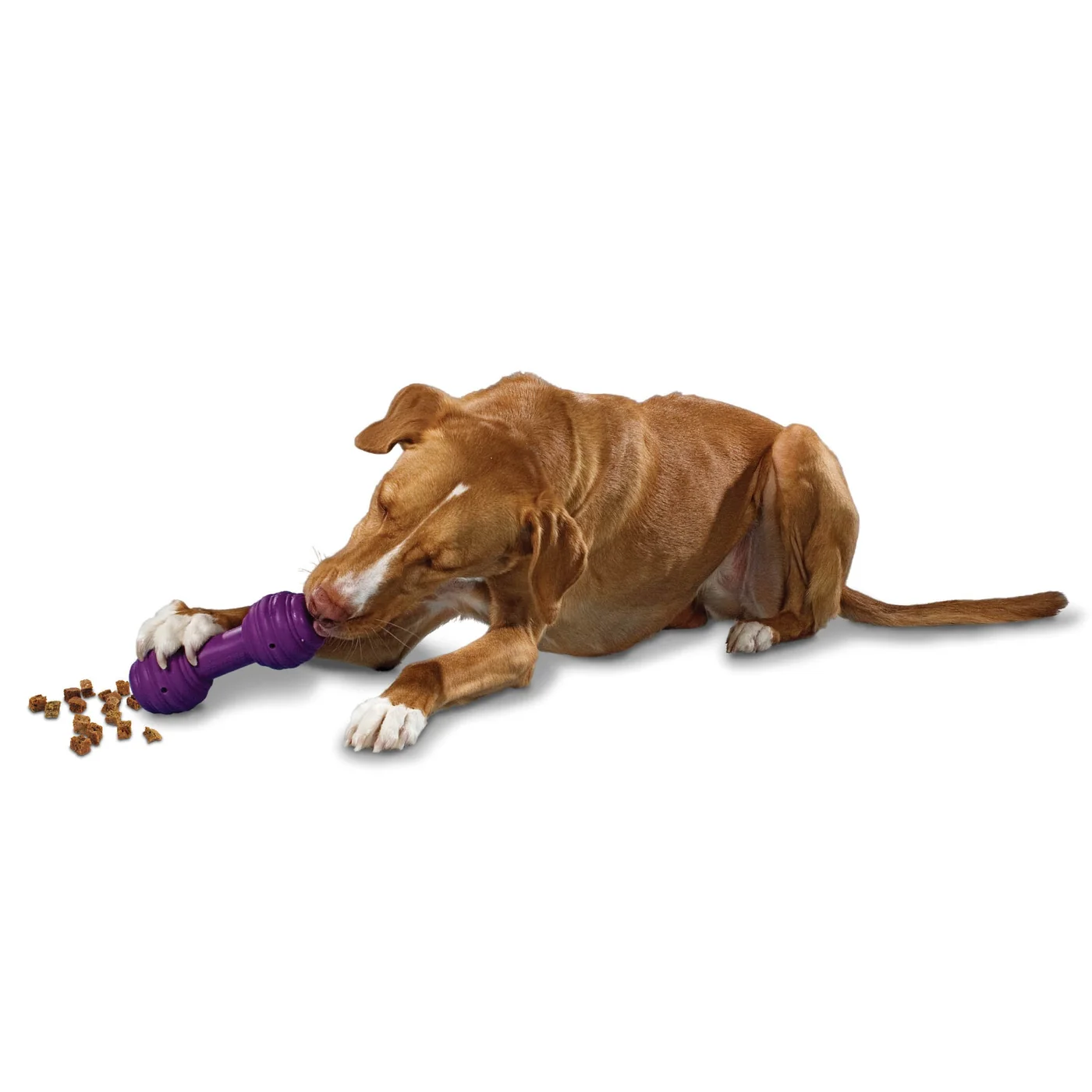 PetSafe Busy Buddy® Chuckle™ shown for the guide “Choosing an interactive dog toy”