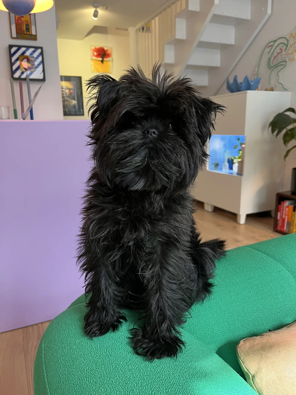 Affenpinscher dog breed