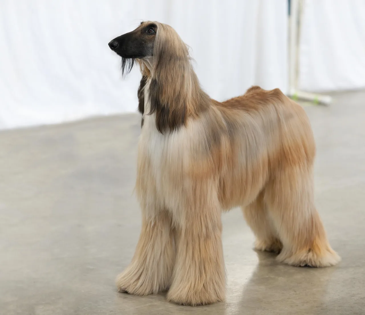 Afghan Hound dog breed