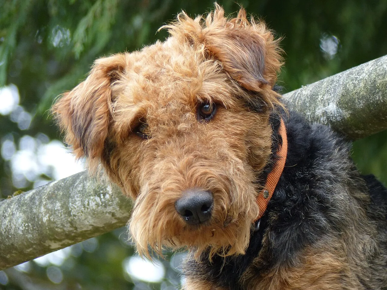Airedale Terrier dog breed