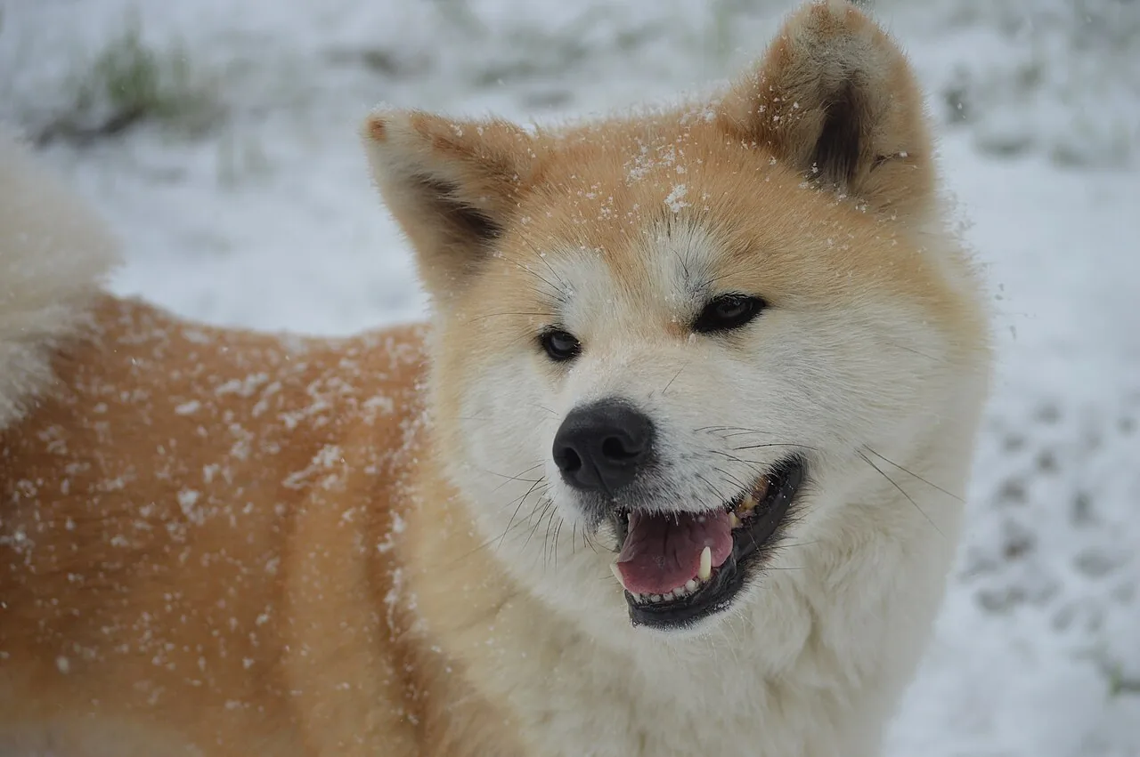Japanese Akitainu dog breed