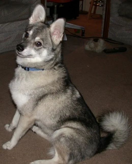 Alaskan Klee Kai dog breed