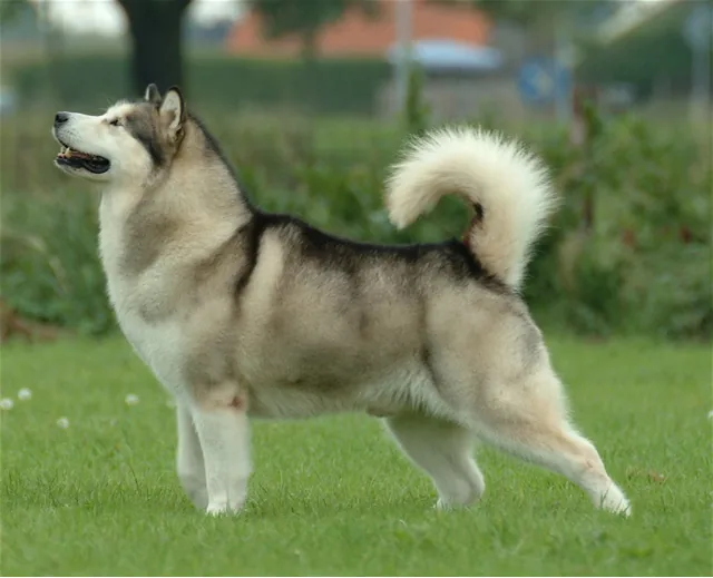 Alaskan Malamute dog breed