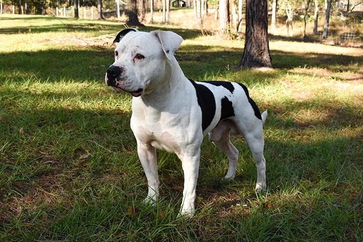 American Bulldog dog breed