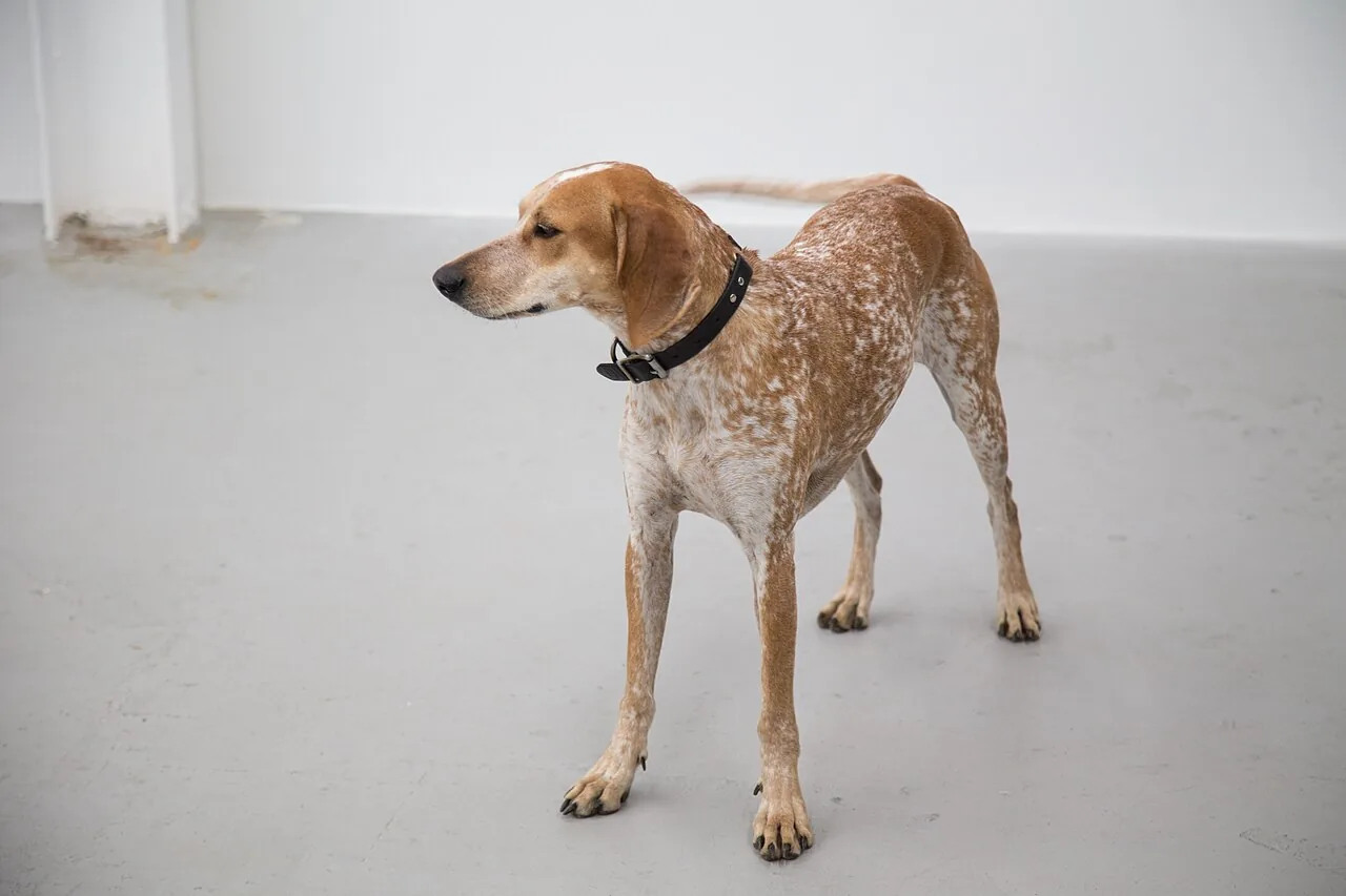 American English Coonhound dog breed