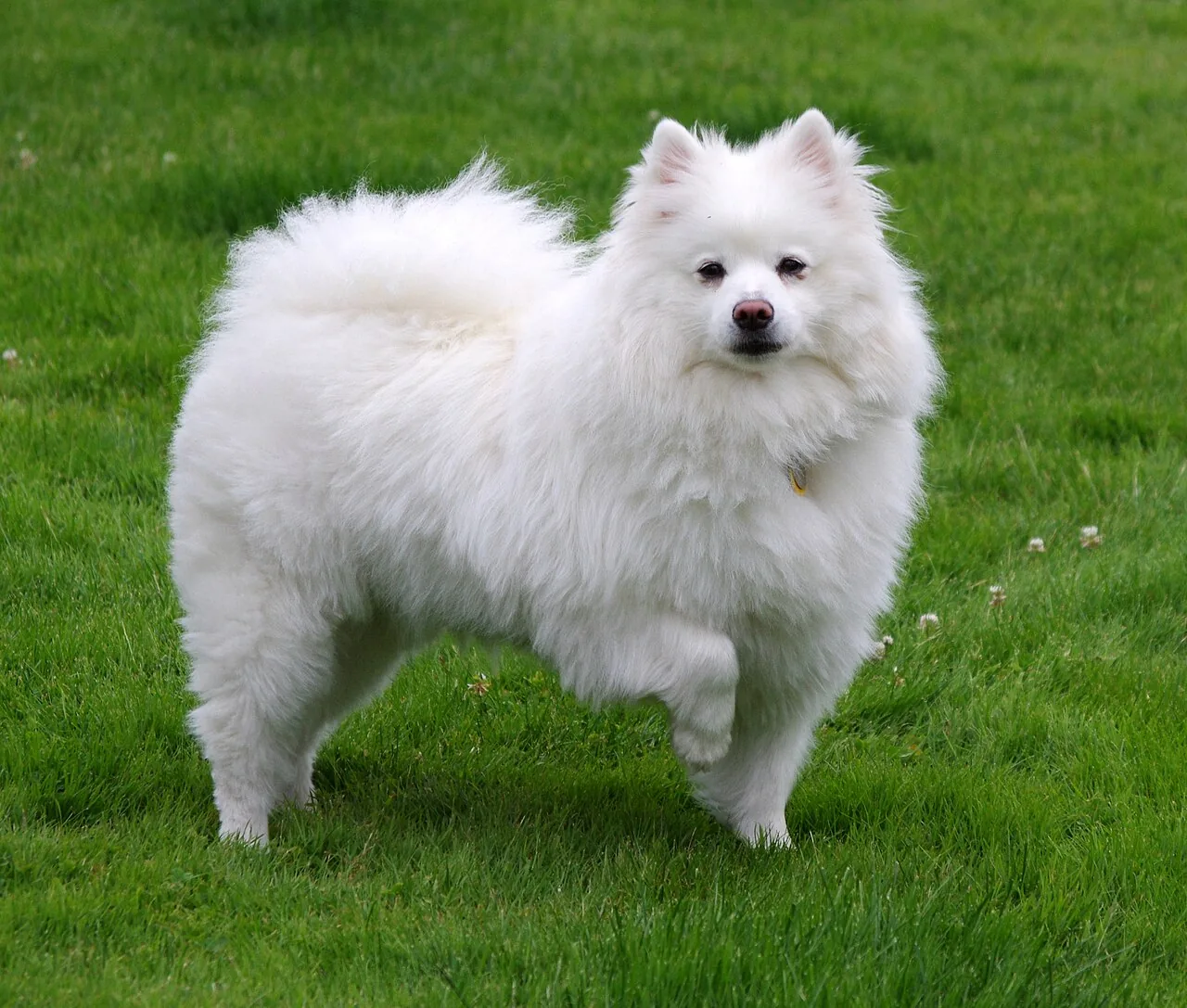 American Eskimo Dog dog breed