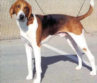 American Foxhound dog breed