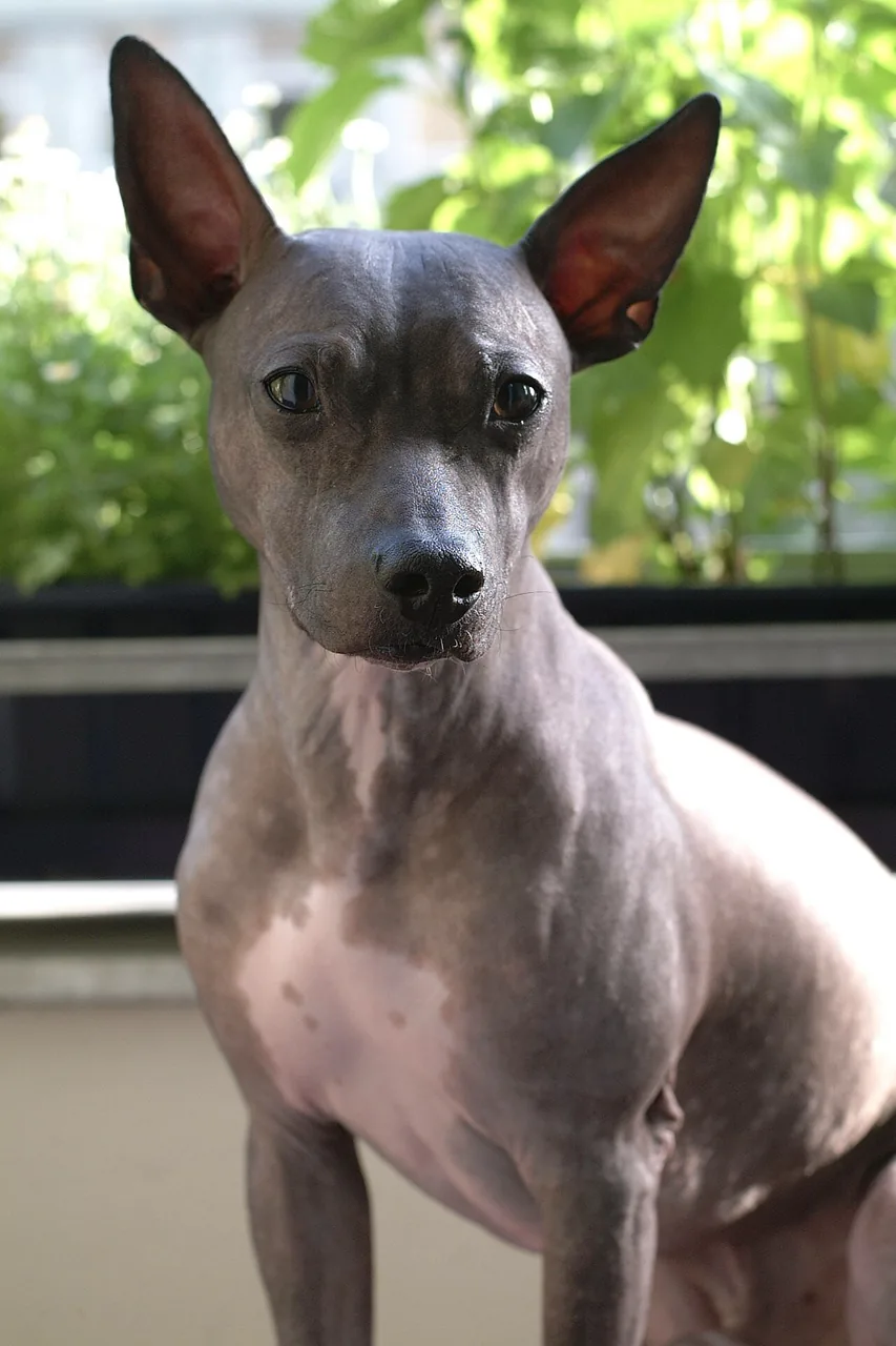 American Hairless Terrier dog breed