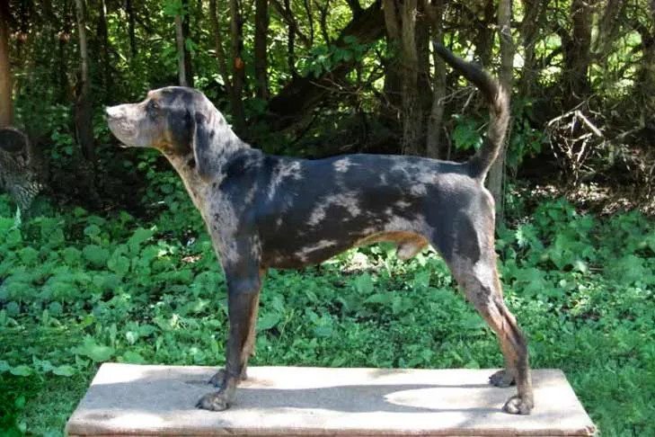 American Leopard Hound dog breed