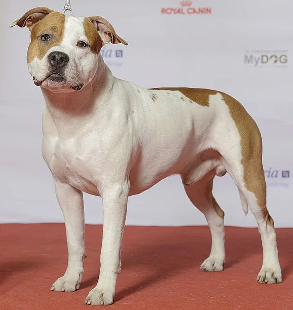 American Staffordshire Terrier dog breed