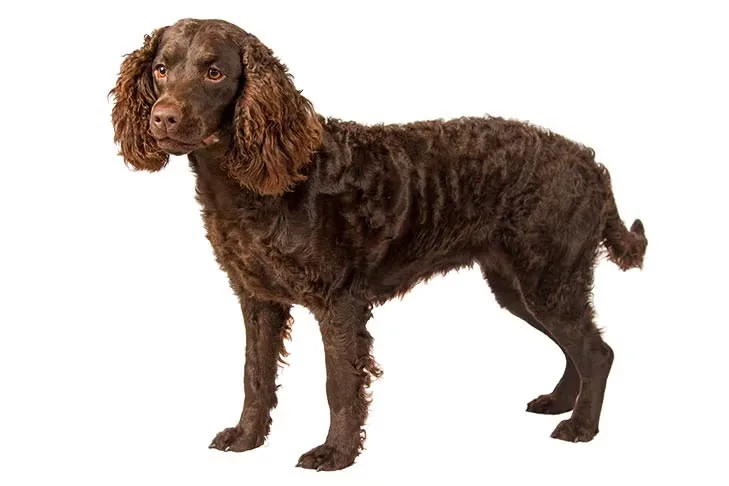 American Water Spaniel dog breed