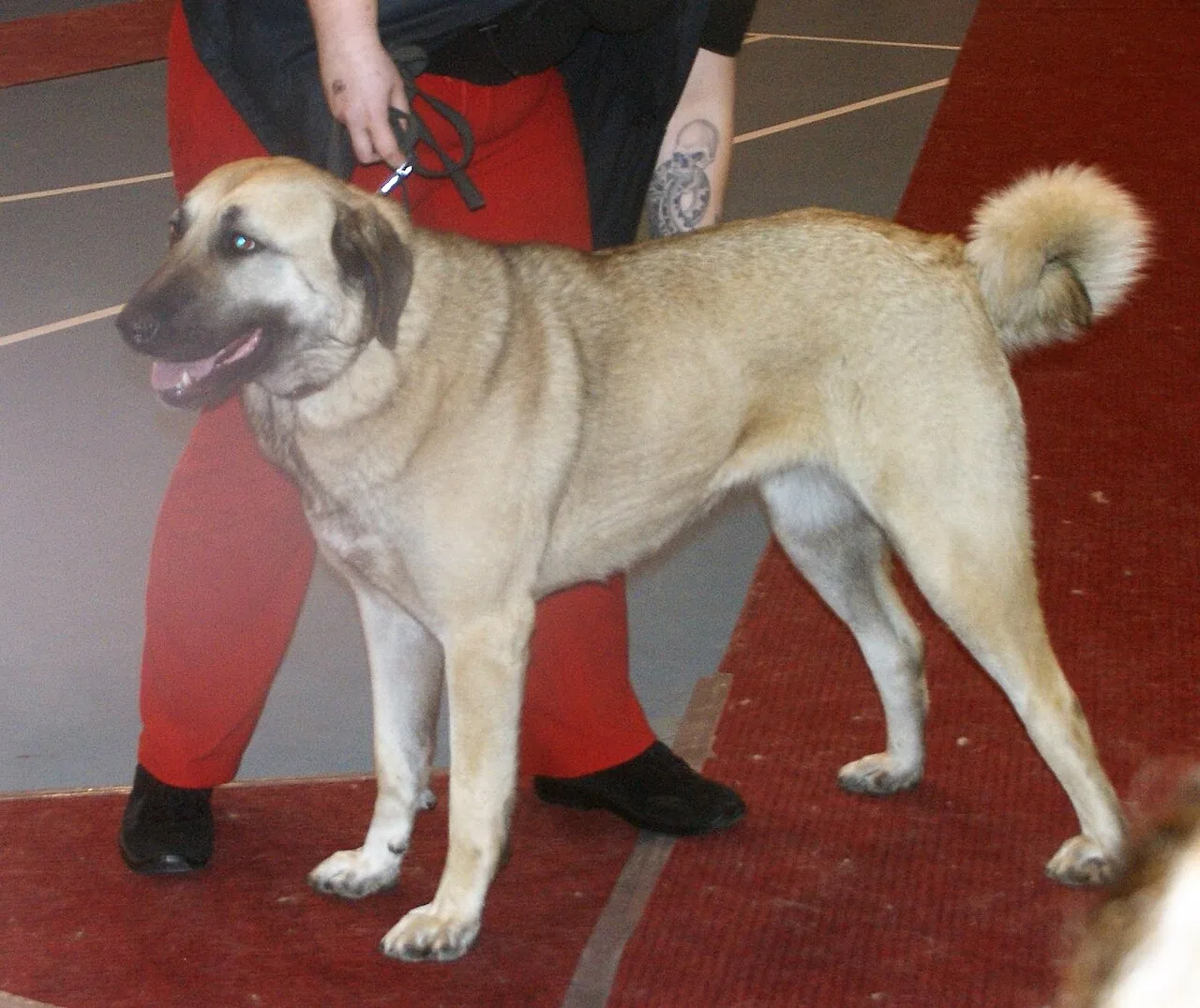 Anatolian Shepherd Dog dog breed