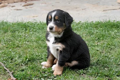 Appenzeller Sennenhund dog breed