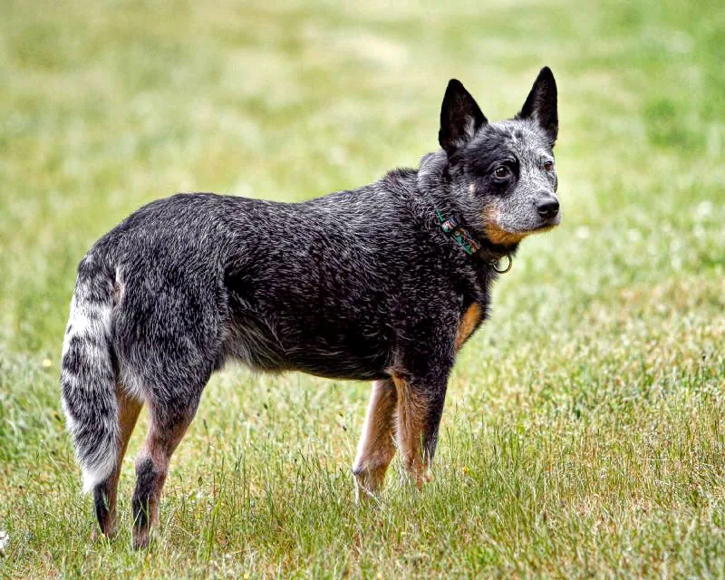 Australian Cattle Dog dog breed