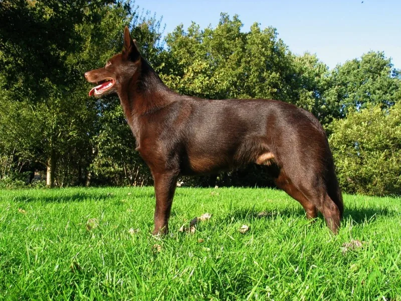 Australian Kelpie dog breed