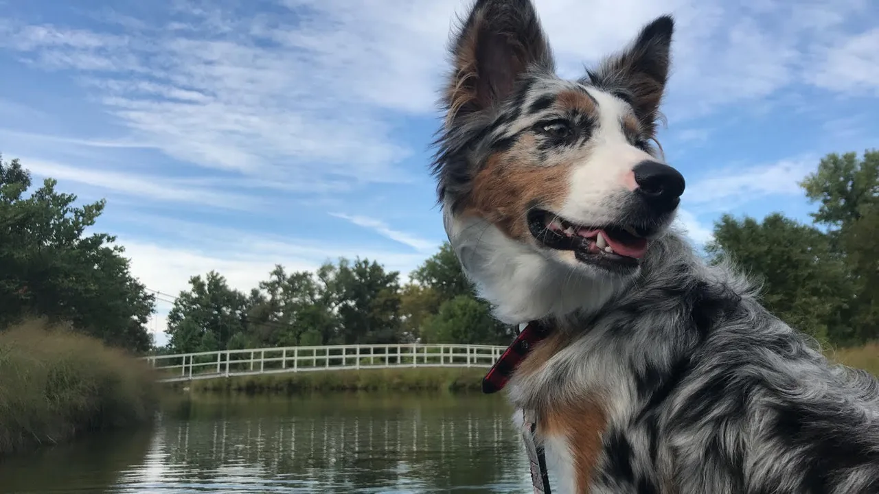 Australian Shepherd dog breed