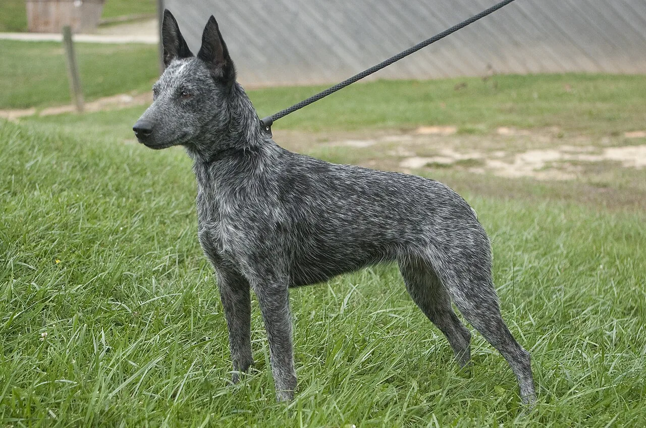 Australian Stumpy Tail Cattle Dog dog breed
