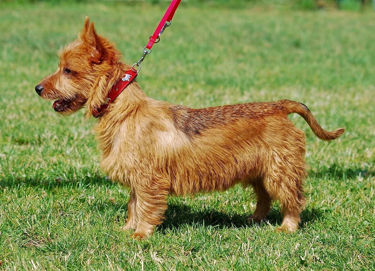 Australian Terrier dog breed