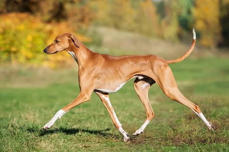 Azawakh dog breed