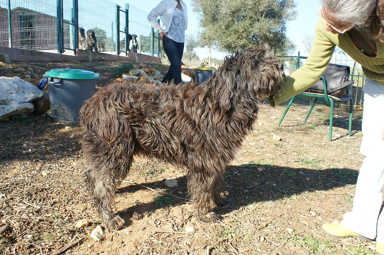 Barbado da Terceira dog breed