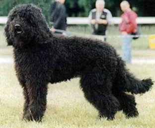 Barbet dog breed