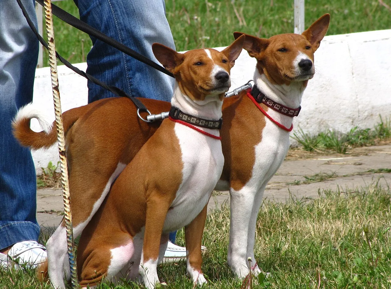 Basenji dog breed
