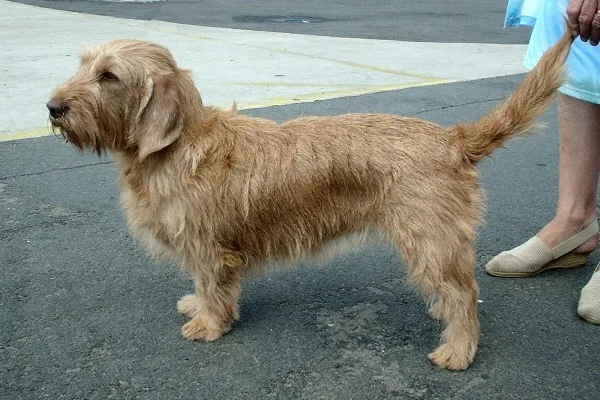 Basset Fauve de Bretagne dog breed