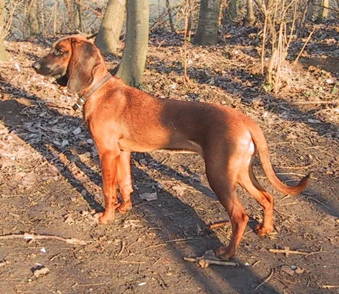 Bavarian Mountain Scent Hound dog breed