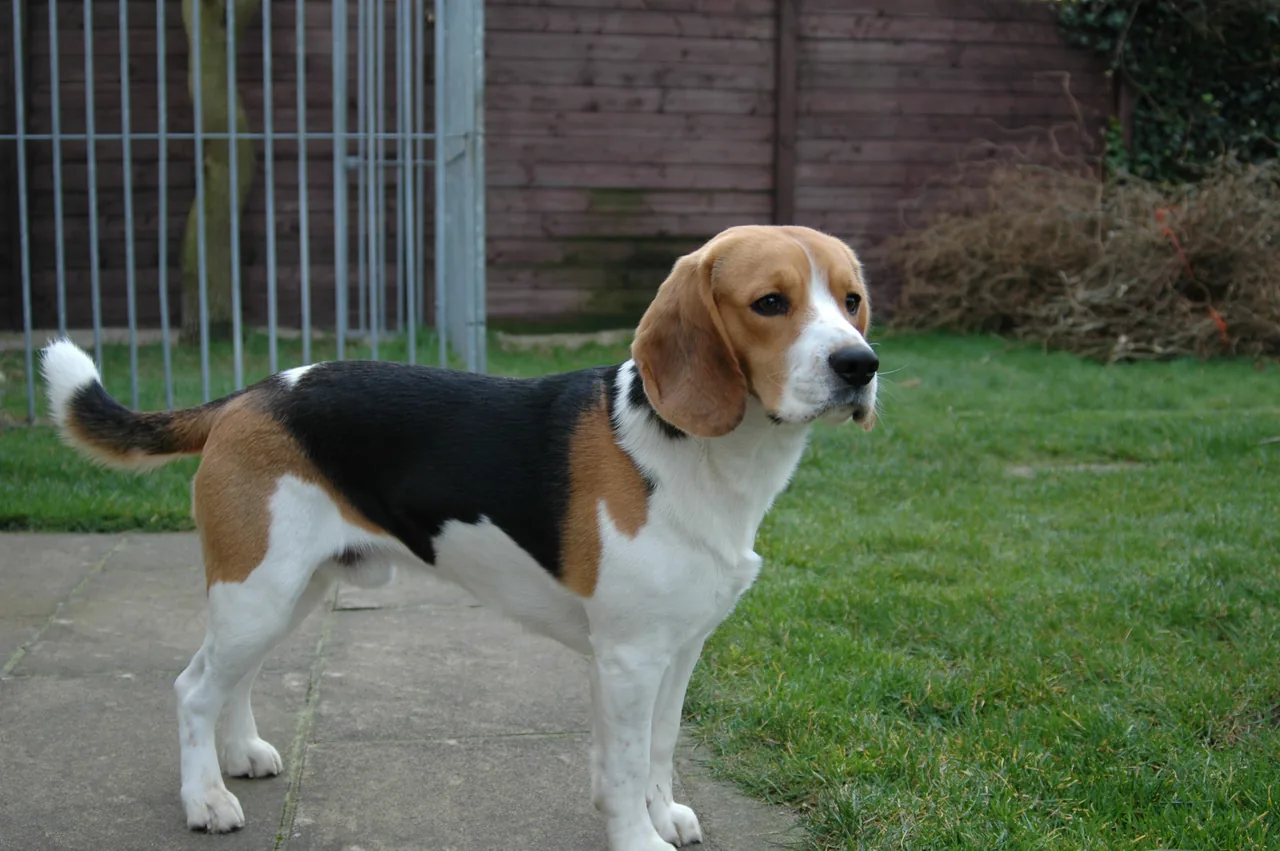 Beagle dog breed