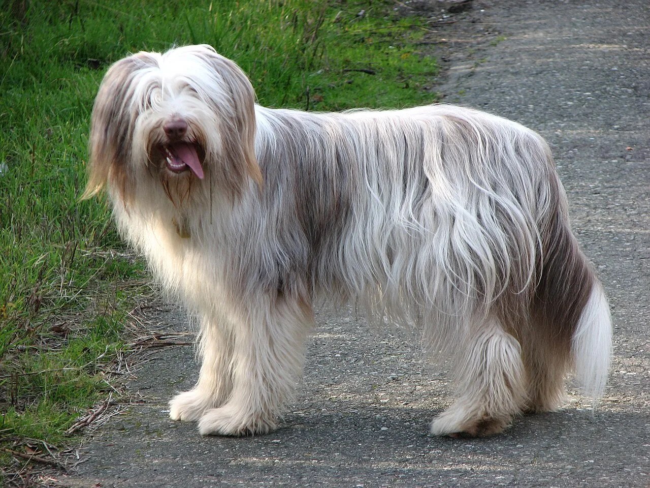 Bearded Collie dog breed