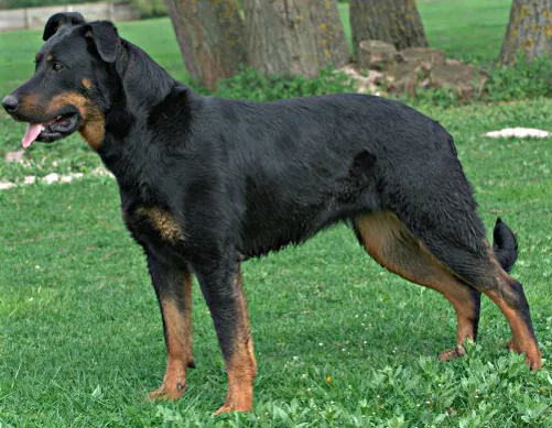 Beauceron dog breed