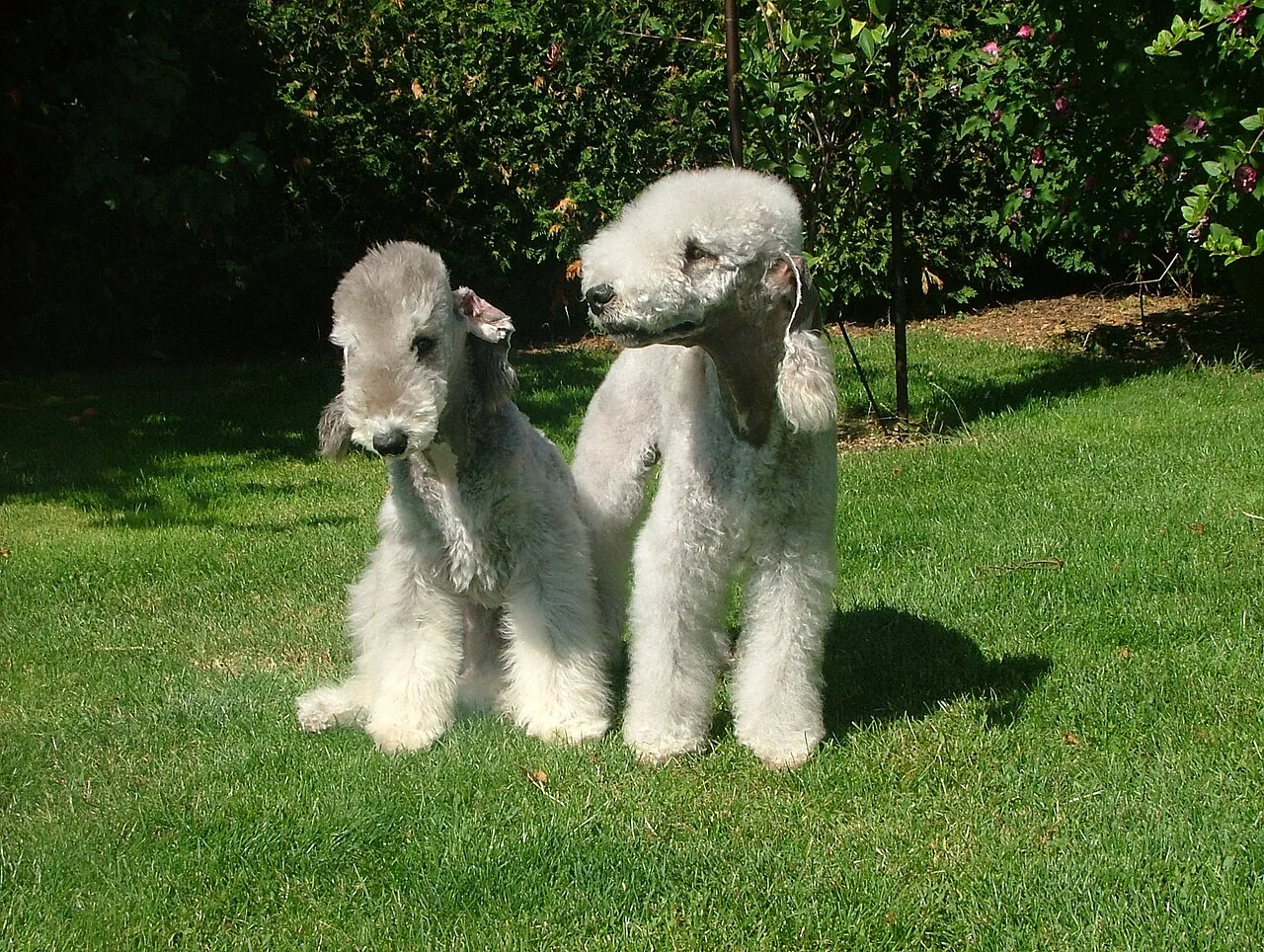 Bedlington Terrier dog breed