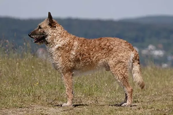 Belgian Laekenois dog breed