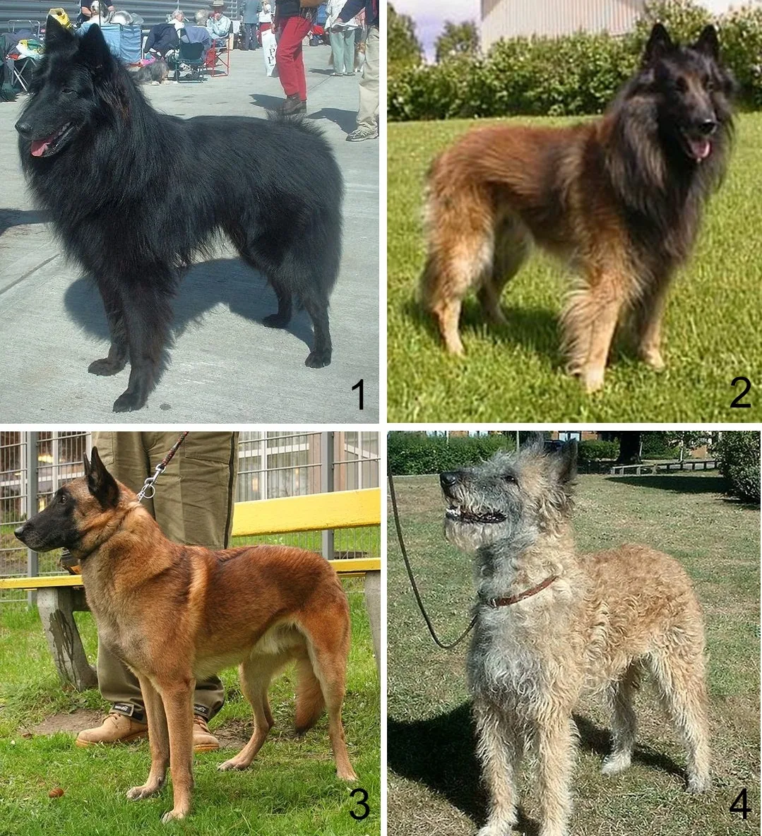 Belgian Tervuren dog breed