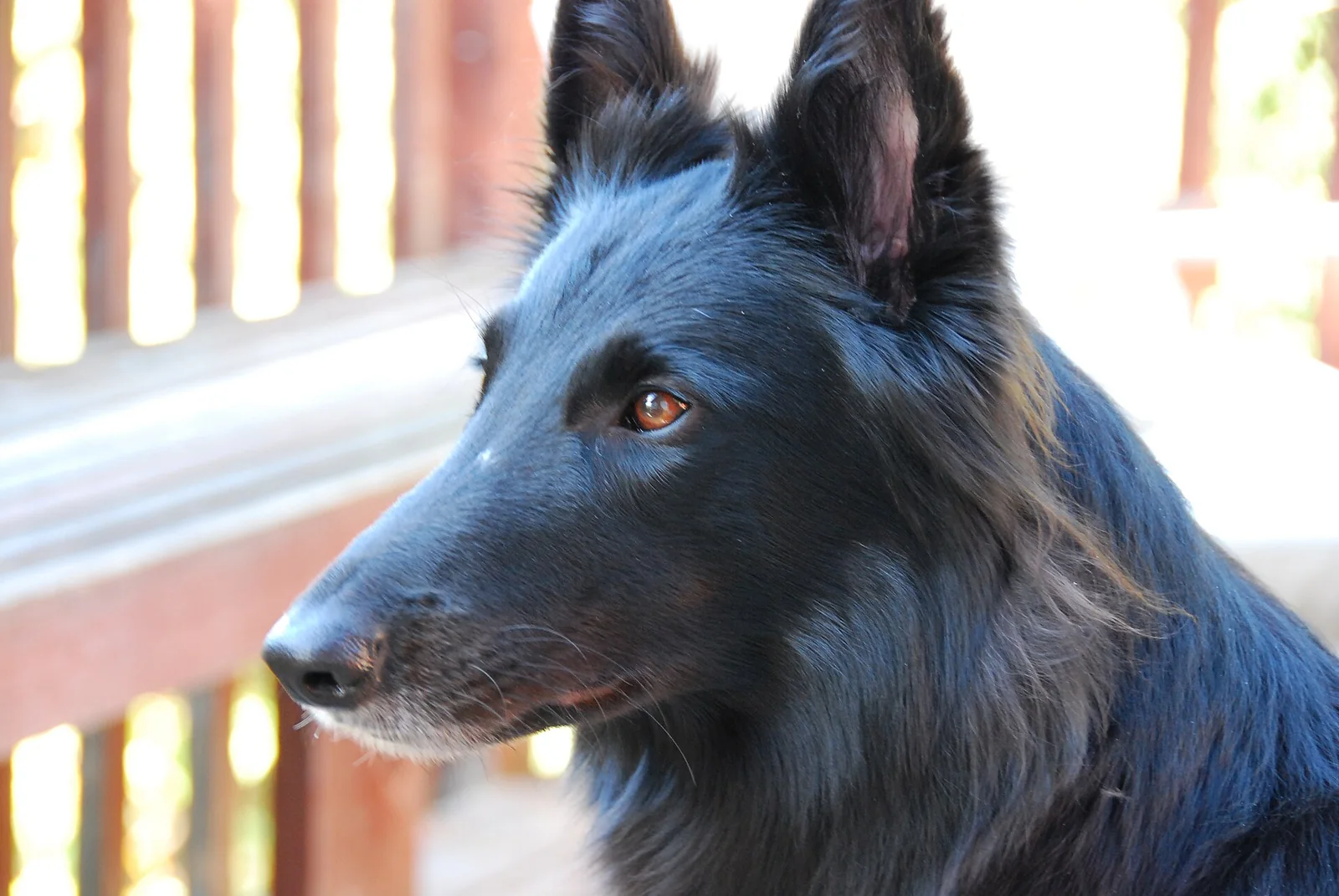 Belgian Sheepdog dog breed