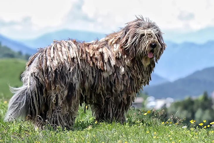 Bergamasco Sheepdog dog breed