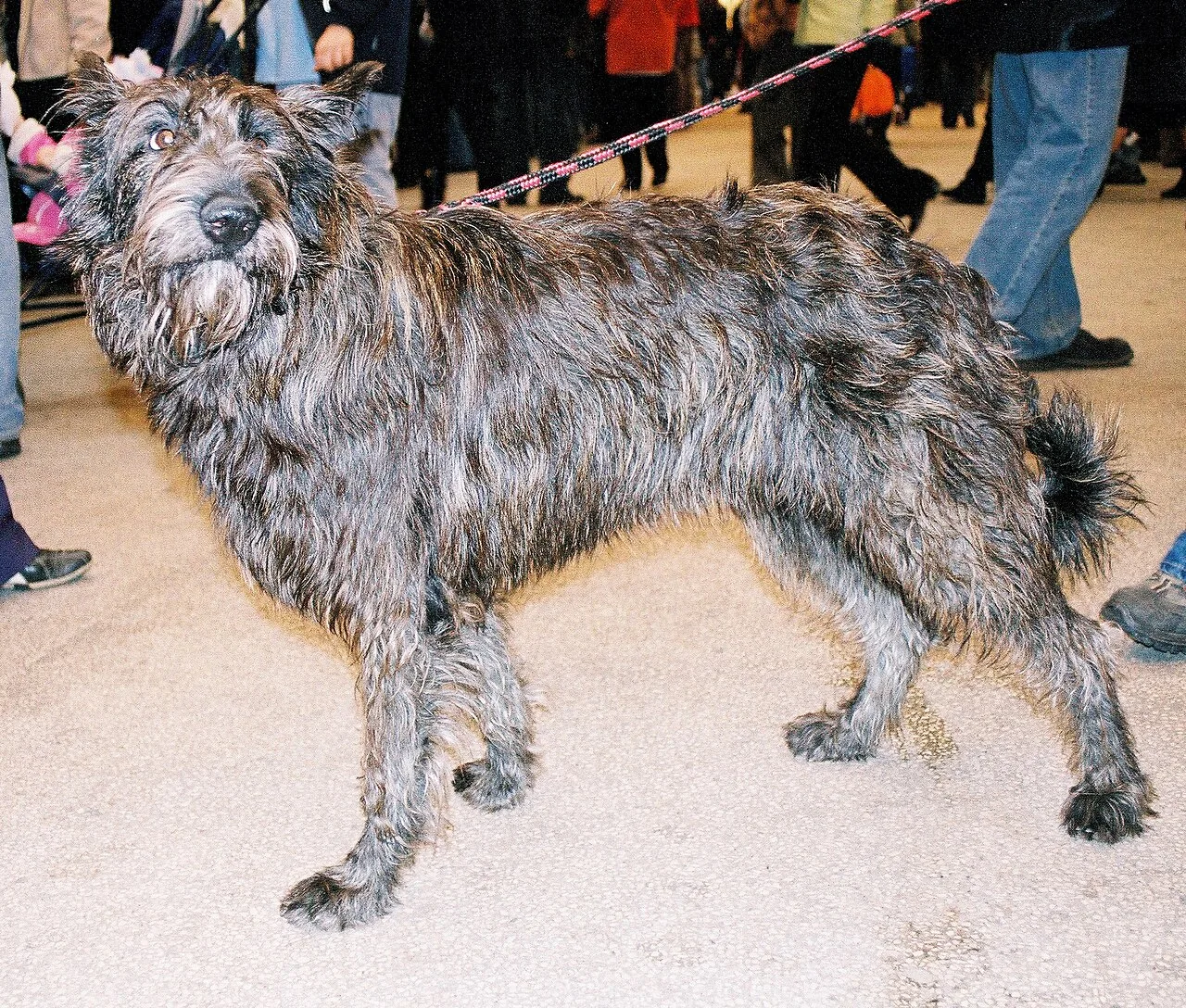 Berger Picard dog breed