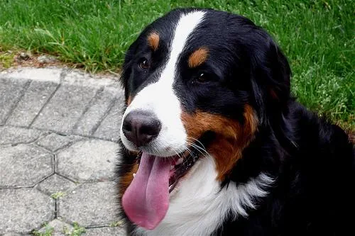 Bernese Mountain Dog dog breed
