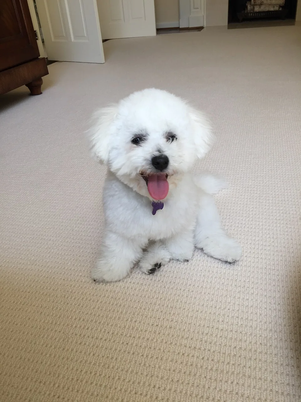 Bichon Frise dog breed