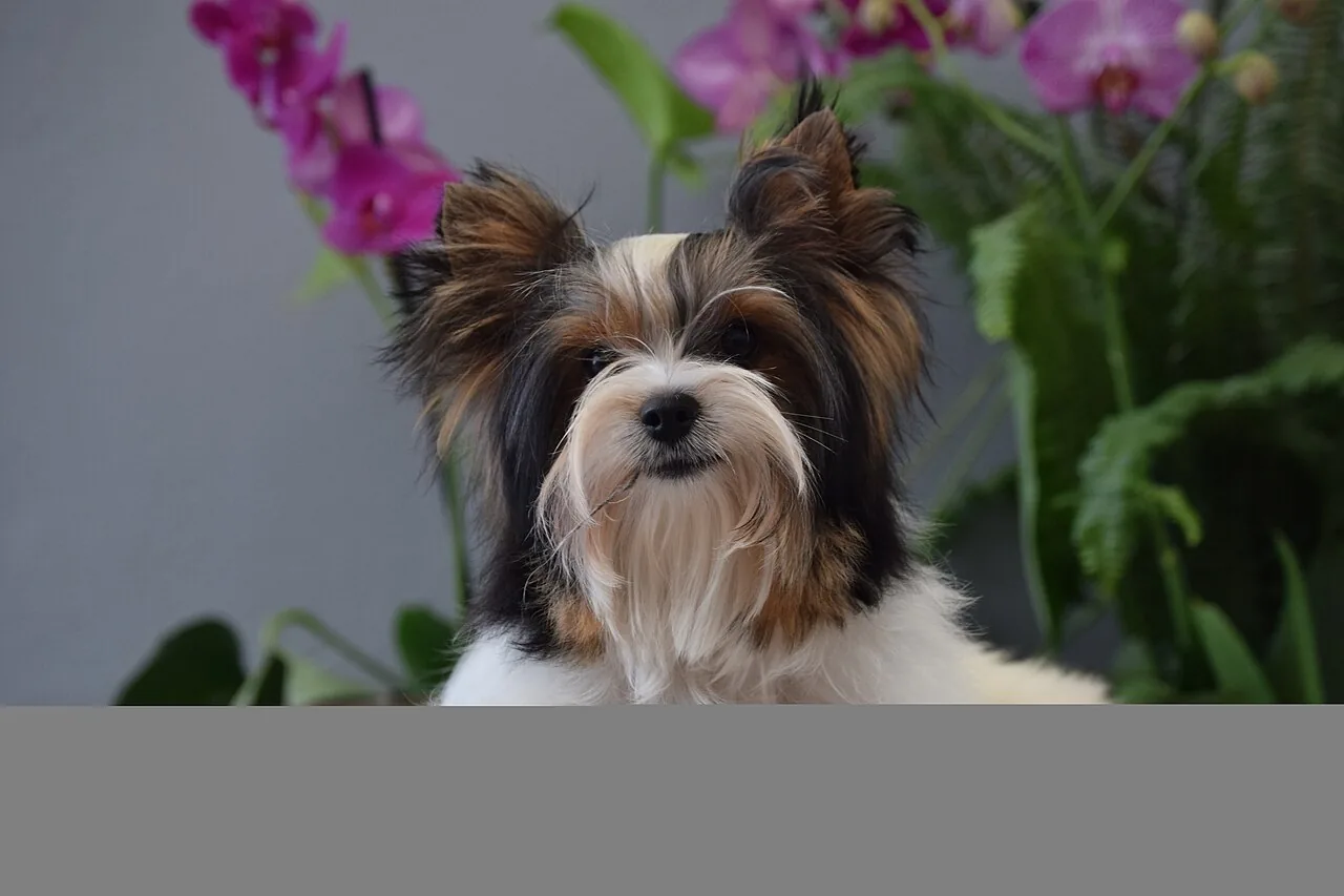 Biewer Terrier dog breed