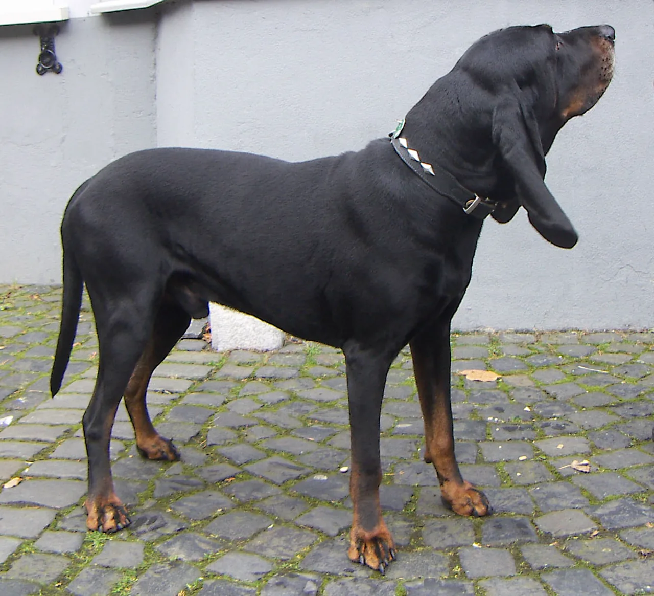 Black and Tan Coonhound dog breed