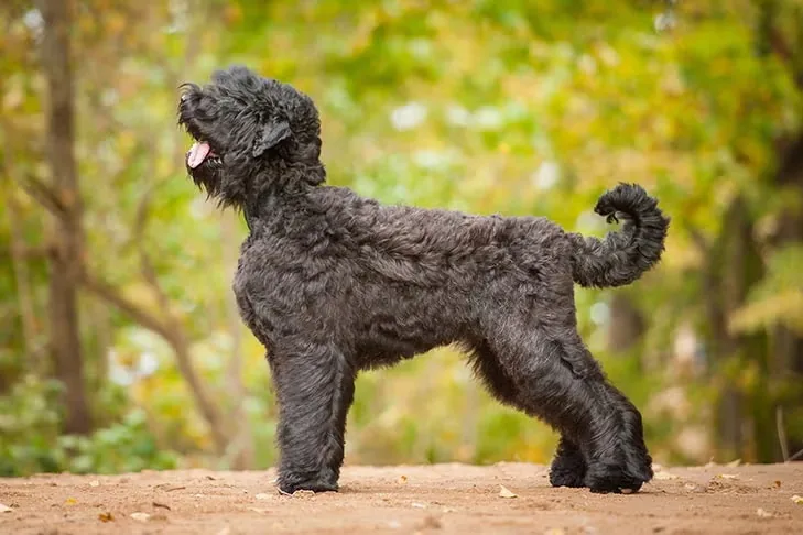 Black Russian Terrier dog breed