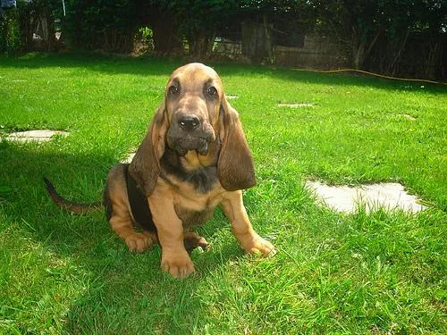 Bloodhound dog breed