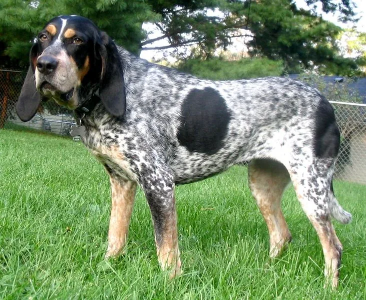 Bluetick Coonhound dog breed