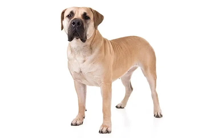 Boerboel dog breed