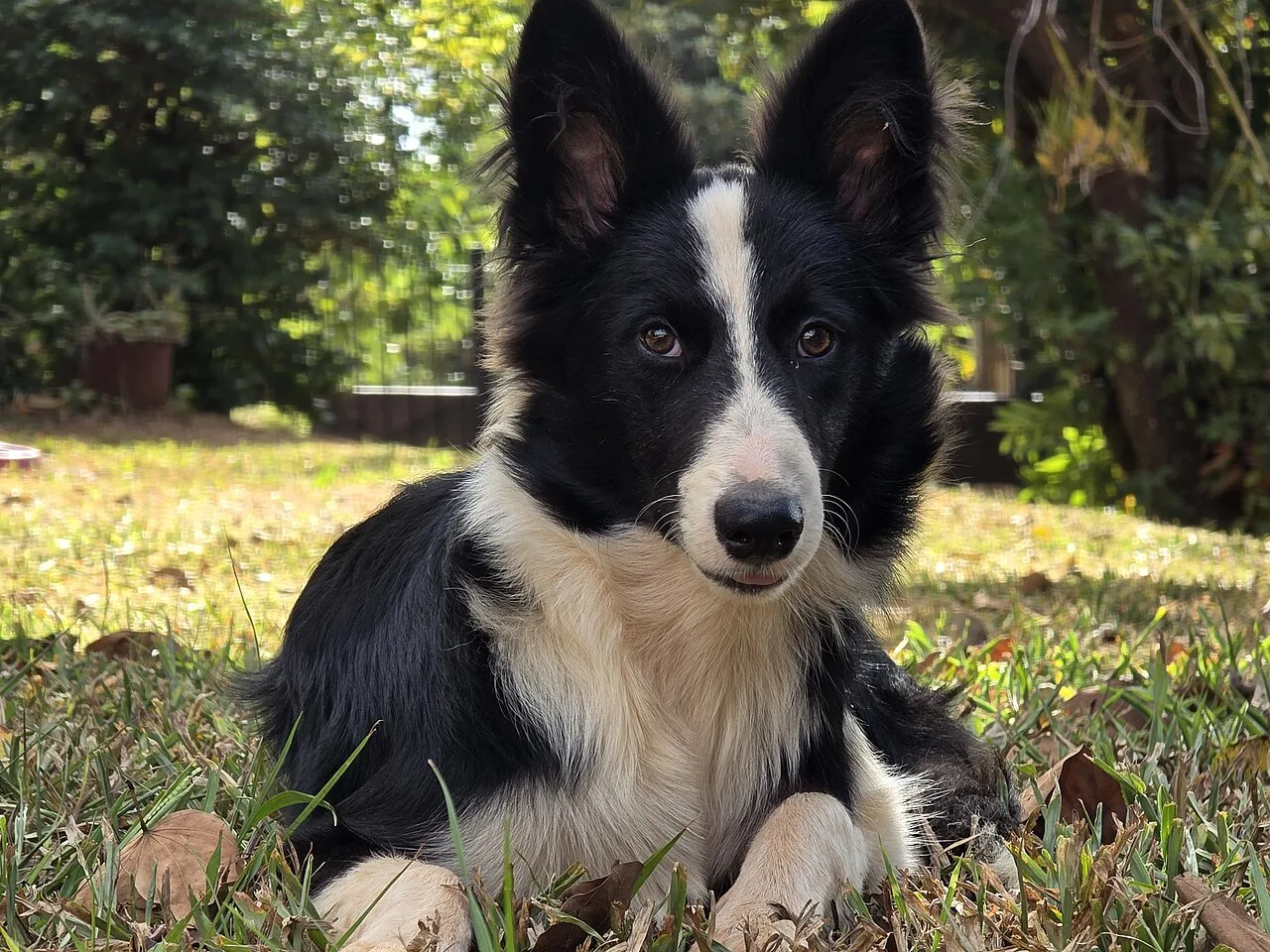 Border Collie dog breed