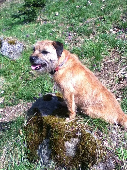 Border Terrier dog breed