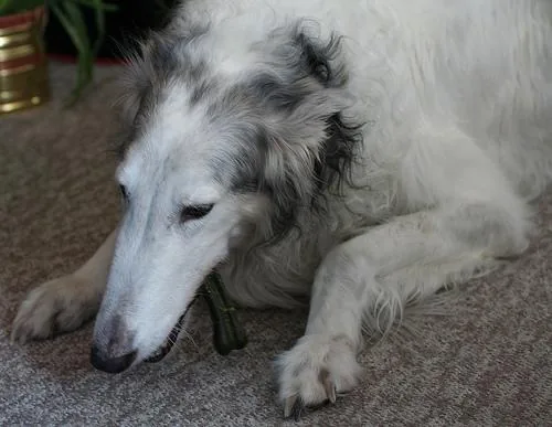 Borzoi dog breed