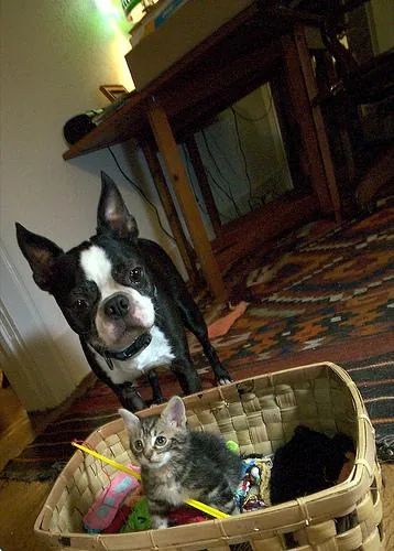Boston Terrier dog breed